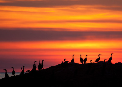 Cormorants on rocks, Tofino Sunsets, Tofino, BC