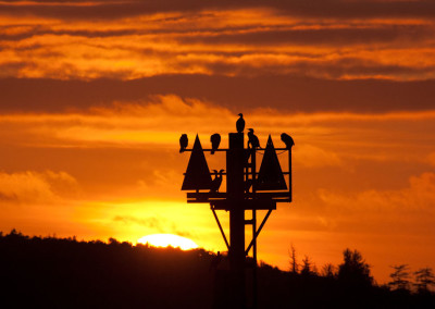 Cormorants, Tofino Sunsets, Tofino, BC