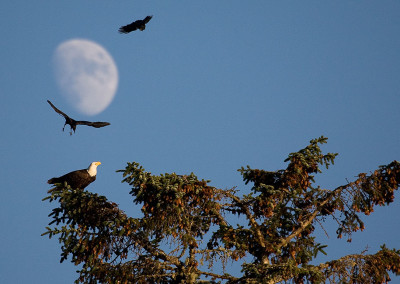 Eagle, Crows, Tofino Full Moon, Tofino, BC