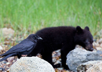 Tofino Crows, Tofino, BC