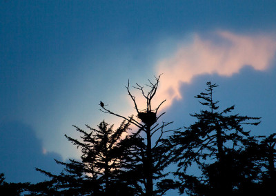 Eagle Nest in Winter Sky, Tofino Eagles, Tofino, BC