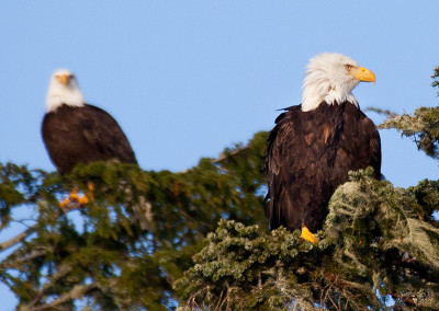 Eagles in Tree, Tofino Eagles, Tofino, BC