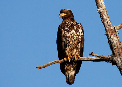 Juvenile Eagle, Tofino Eagles, Tofino, BC