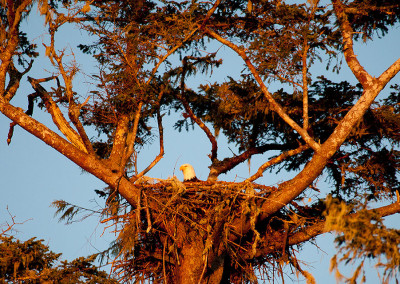 Eagle Nest, Tofino Eagles, Tofino, BC