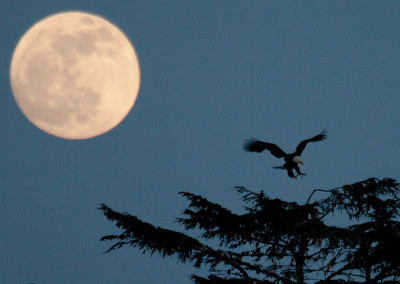 Eagle Landing, Tofino Full Moon, Tofino, BC