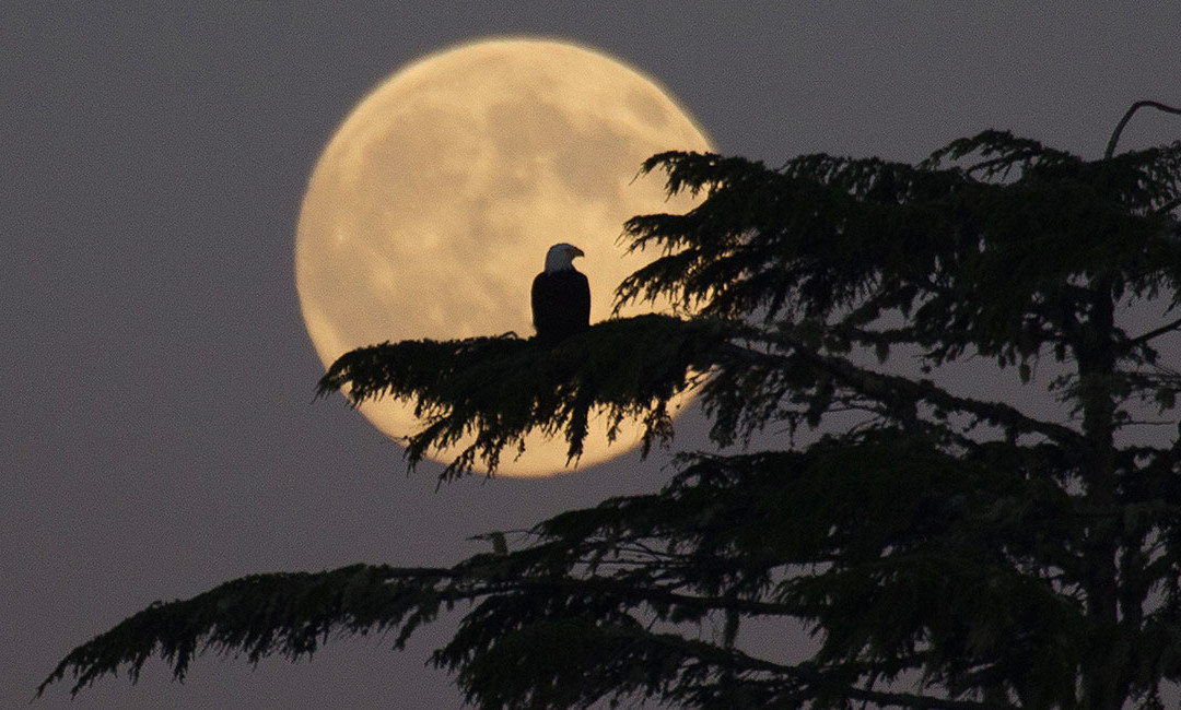 Tofino Full Moon