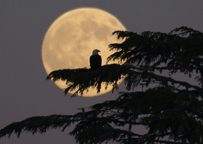 Eagle, Big Full Moon, , Tofino Full Moon, Tofino, BC