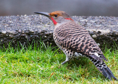 Northern Flicker, Tofino Birds, Tofino, BC