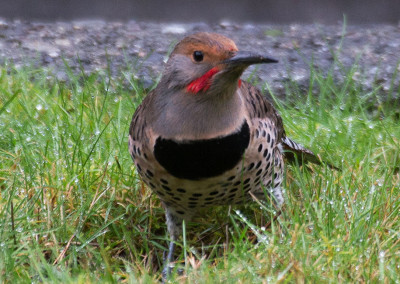 Northern Flicker, Tofino Birds, Tofino, BC