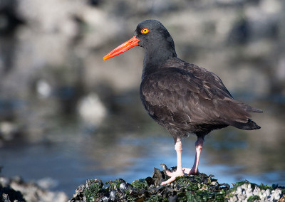 Loveable. Oyster Catchers. Tofino, BC