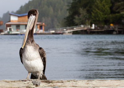 Tuffy the Pelican, Tofino, BC