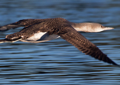 Red Throated Loon, Tofino, BC