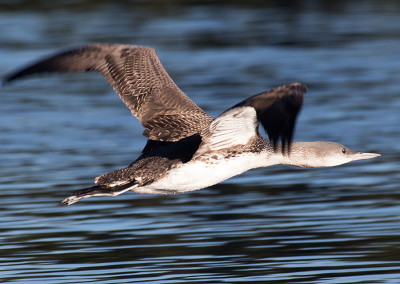 Red Throated Loon, Tofino, BC