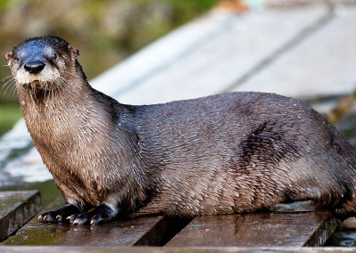 Sitting on the dock… River Otters, Tofino, BC