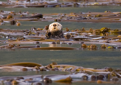 Sea otter in kelp bed. Sea Otters, Tofino, BC