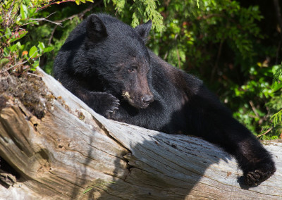 Sleeping Beauty 2, Tofino Bears, Tofino, BC