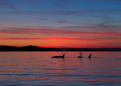 Orca Whales, Tofino Harbour, Tofino, BC