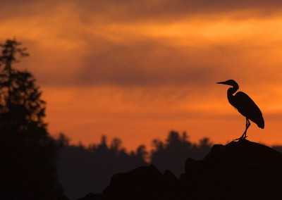 Heron, Tofino Sunsets, Tofino, BC