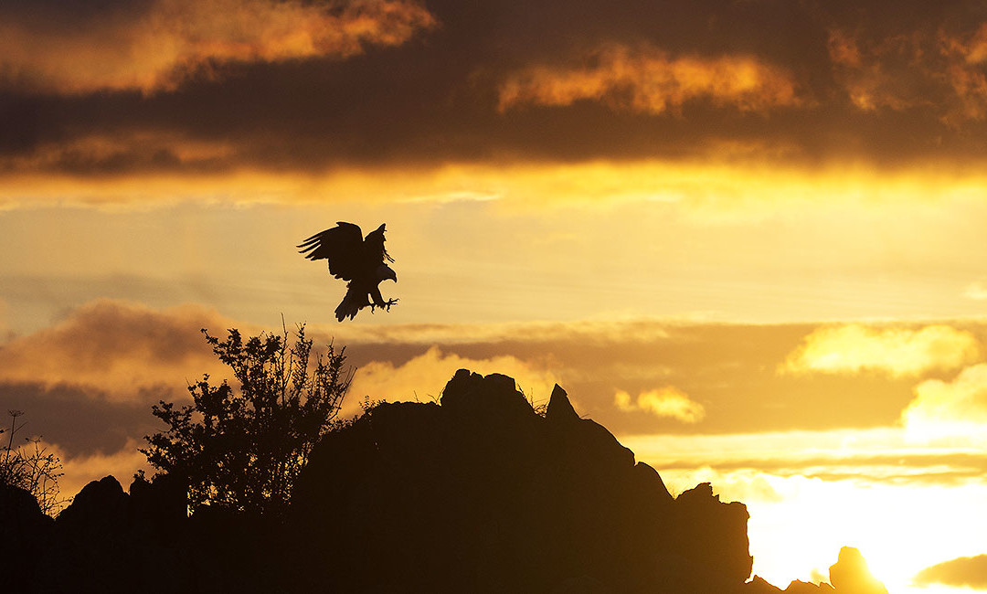 Tofino Sunsets