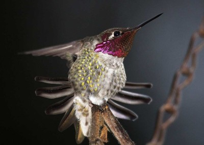 Tofino Winter Hummingbird, Tofino Winter Wildlife