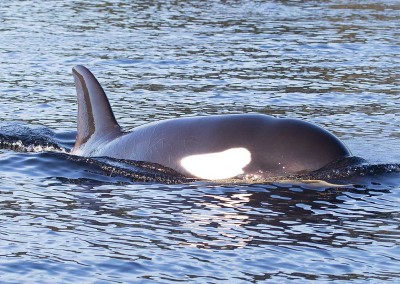 Tofino Orca Whales, Tofino Winter Wildlife