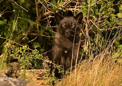 Wolf Cub. Tofino Wolves, Tofino, BC