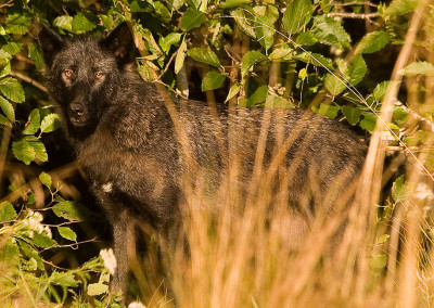 Meares Island Wolf. Tofino Wolves, Tofino, BC