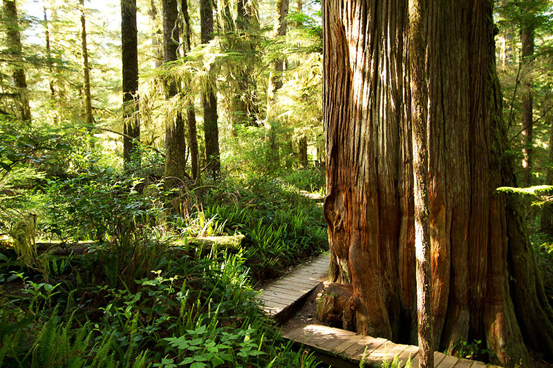 Rainforest Trail A, Pacific Rim National Park, Tofino, BC