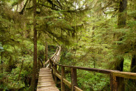 Rainforest Trail, Pacific Rim National Park, Tofino, BC