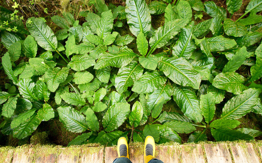 10 Things in a Tofino Rainforest