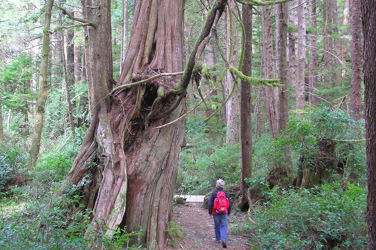 3 trees in one,  Half Moon Bay, Pacific Rim National Park, Tofino, BC
